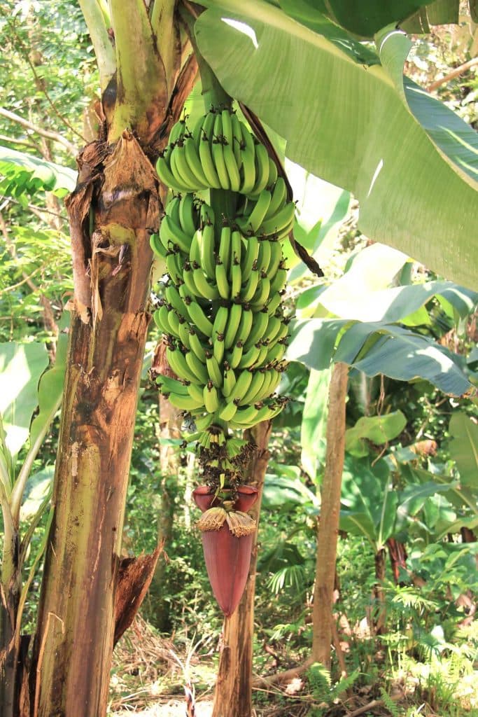 hoe duur zijn de cook eilanden