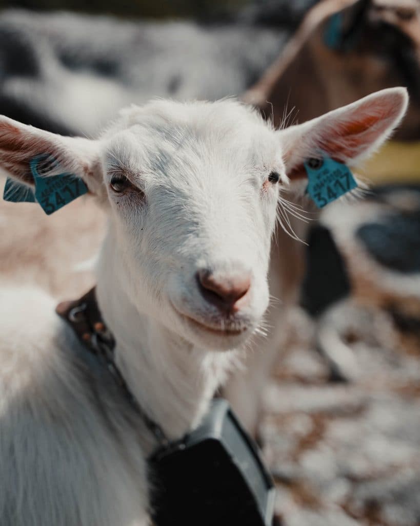 schapen in noorwegen knuffelen
