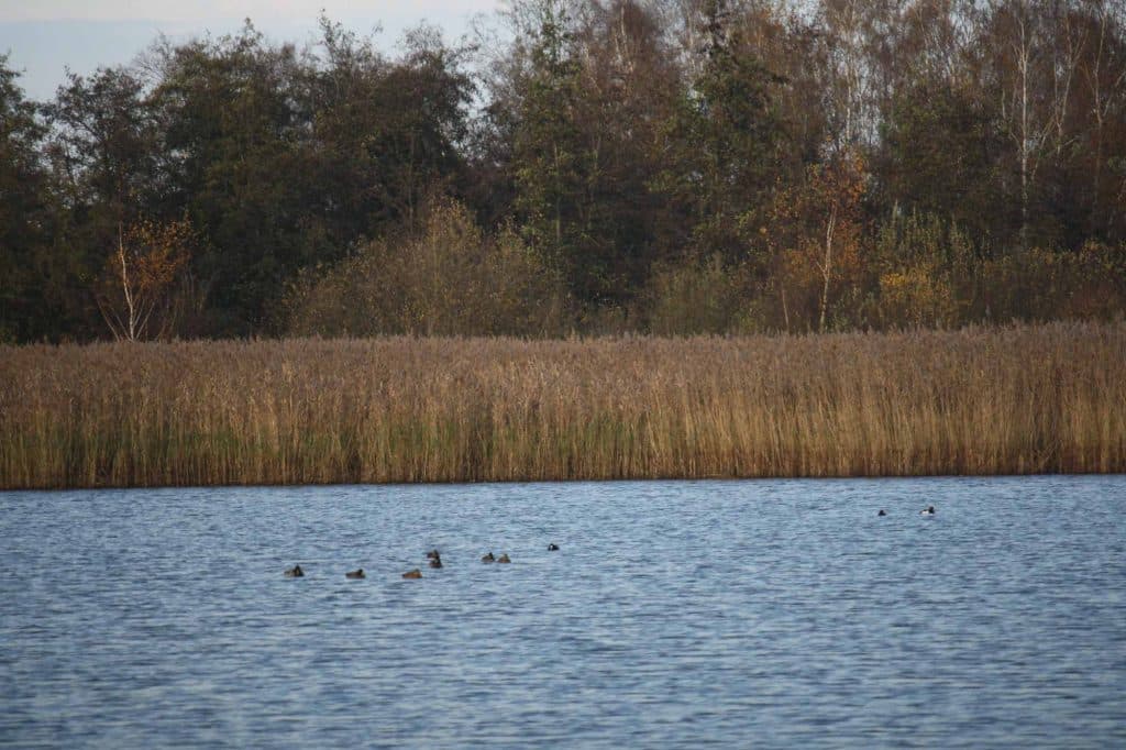 mooiste wandeling vlaanderen hageven