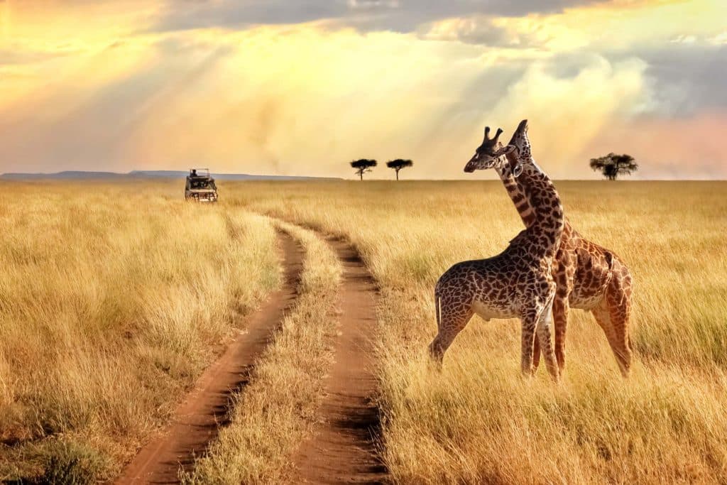 Serengeti Nationaal Park in Kenia