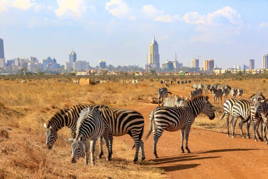 Zebra's in Nairobi