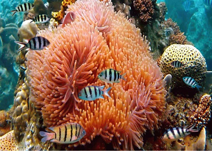 aethic zonnebrandcreme