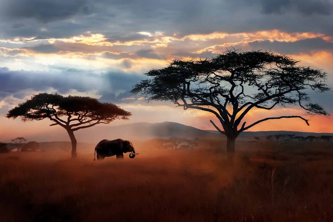 Wilde-Afrikaanse-olifant-in-de-savanne.-Serengeti-National-Park.-Wildlife-van-Tanzania.-GettyImages