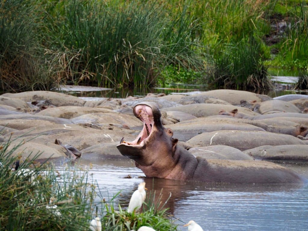 Nijlpaarden spot je met de vleet aan de Ngorongoro Krater in Tanzania