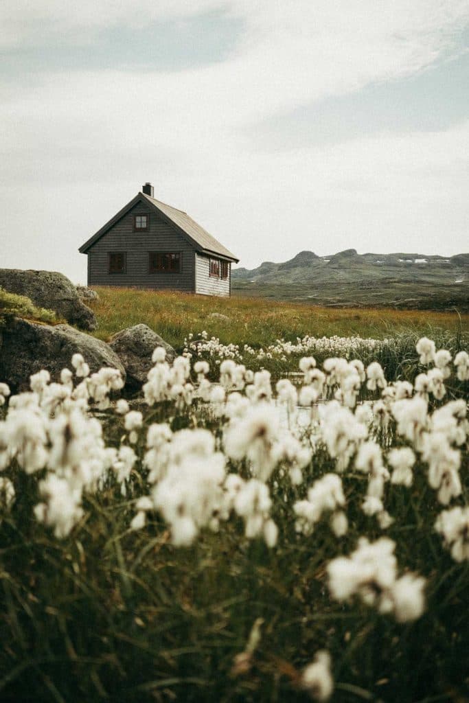 Een kleine houten hut staat op een grasveld met bergen op de achtergrond, langs een noorwegenpad. Witte wilde bloemen bloeien onder een bewolkte hemel en creëren een vredige, afgelegen sfeer die perfect is voor wandelen of hiken in Noorwegen.