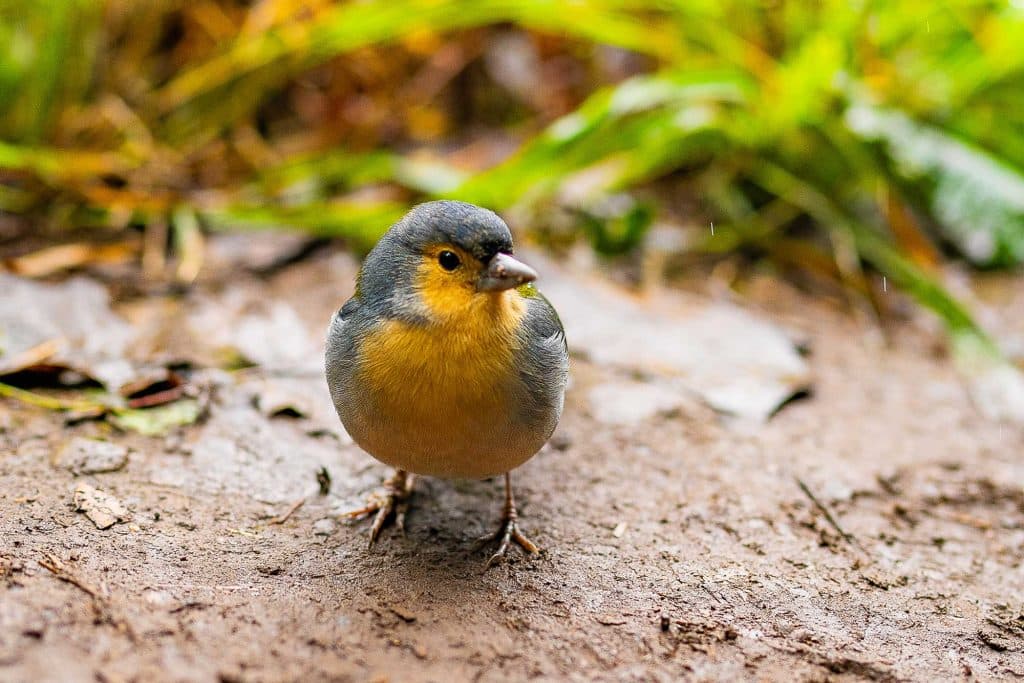 is madeira de moeite in de winter