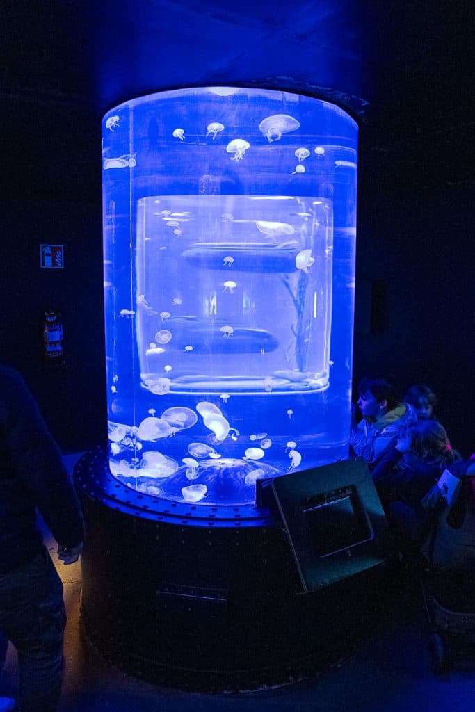 Een groot cilindervormig aquarium met oplichtende blauwe verlichting toont veel kwallen in de Pairi Daiza dierentuin. Verschillende mensen, waaronder kinderen, bekijken de kwallen van buiten het aquarium in een verduisterde kamer.