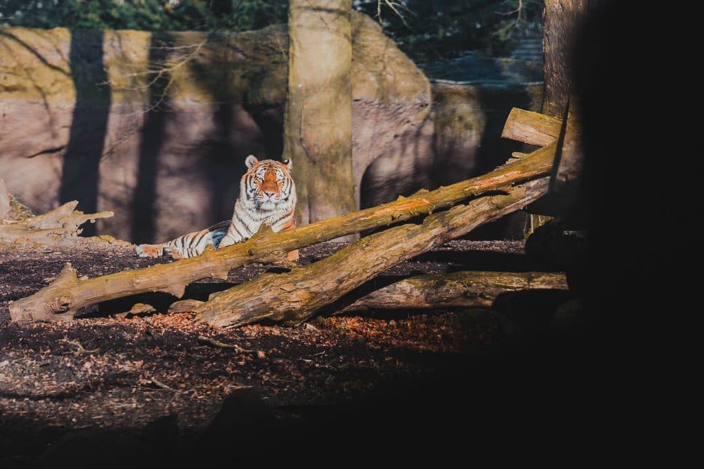 hoe lang in pairi daiza