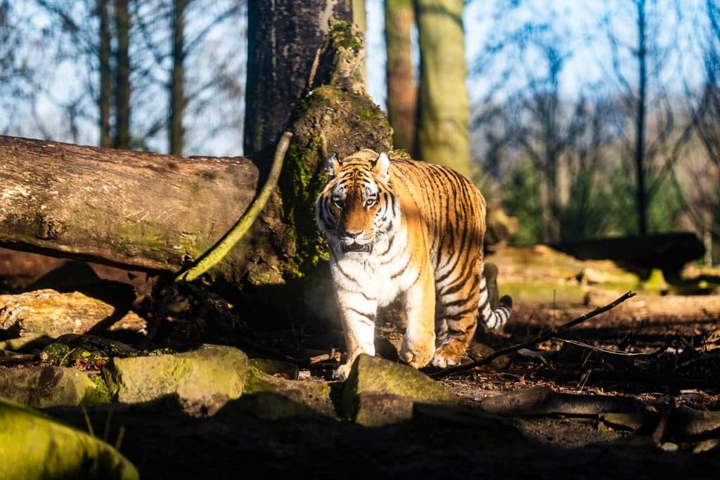 wanneer pairi daiza bezoeken?