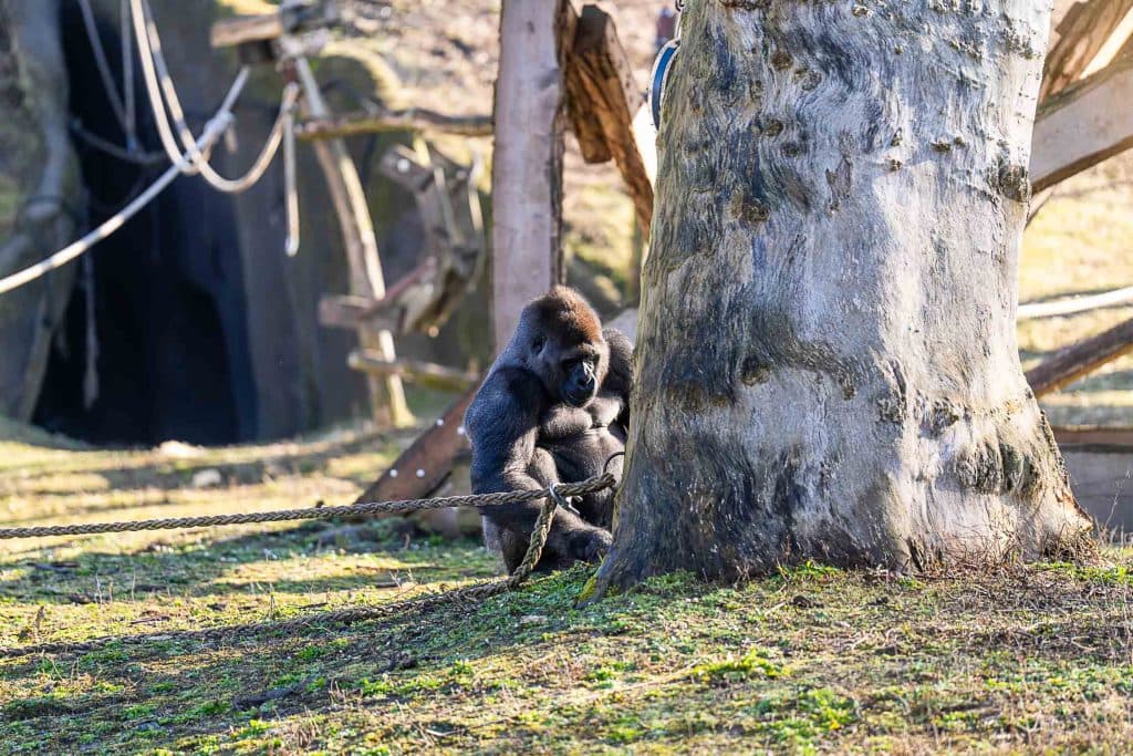 hoe lang in pairi daiza
