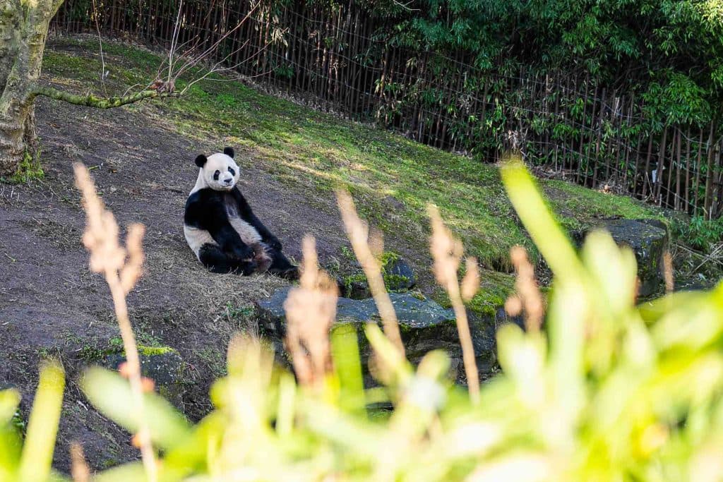 zijn er panda beren in pairi daiza