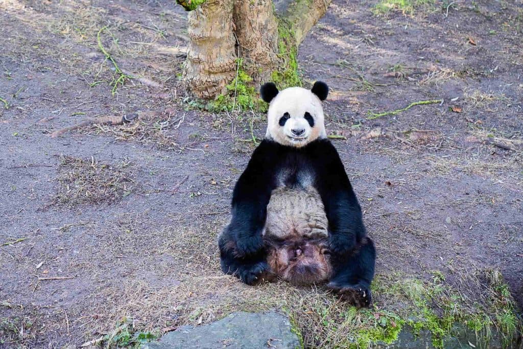 zijn er panda beren in pairi daiza