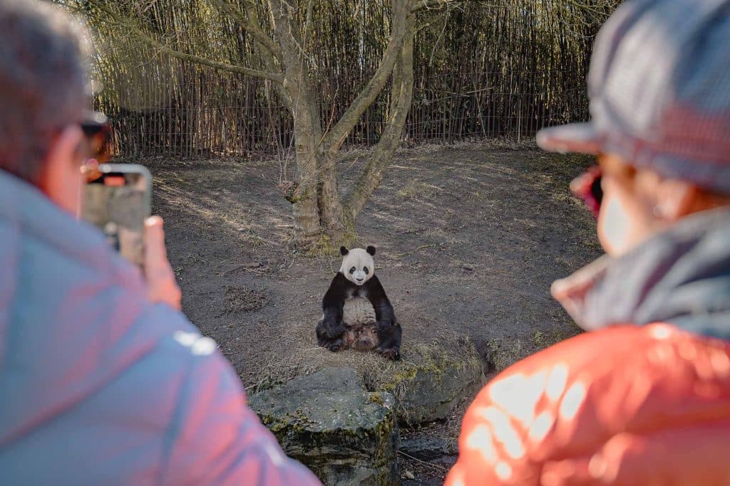 zijn er panda beren in pairi daiza