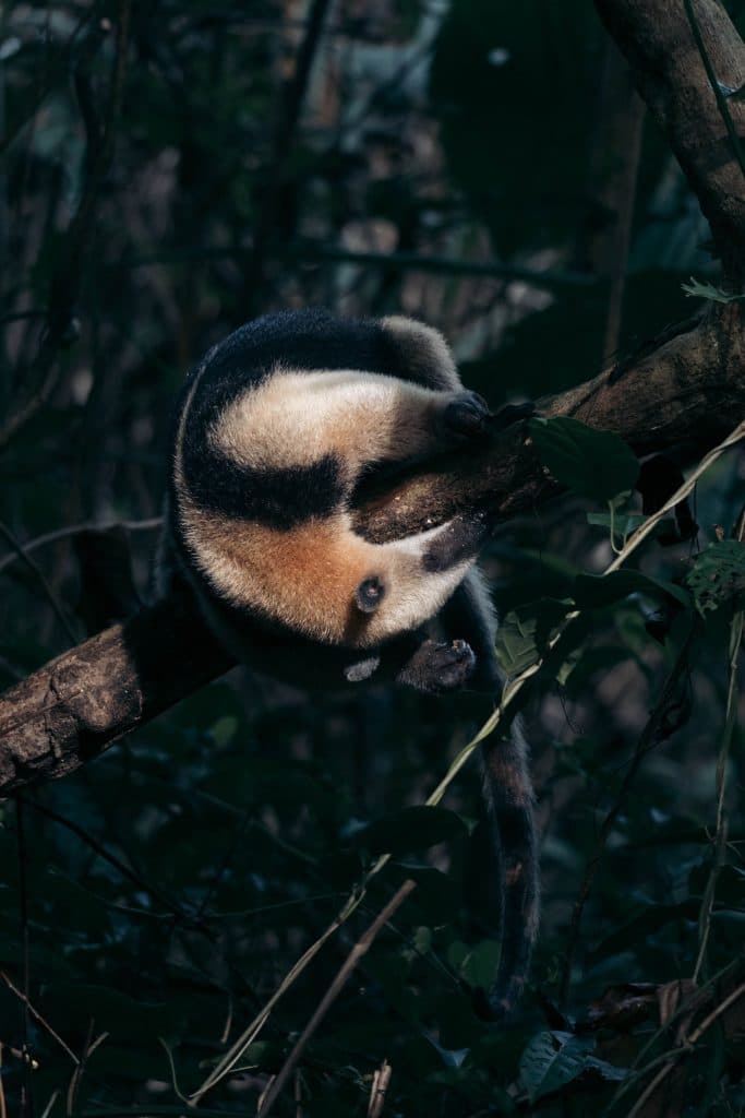 wildlife in costa rica nationale parken