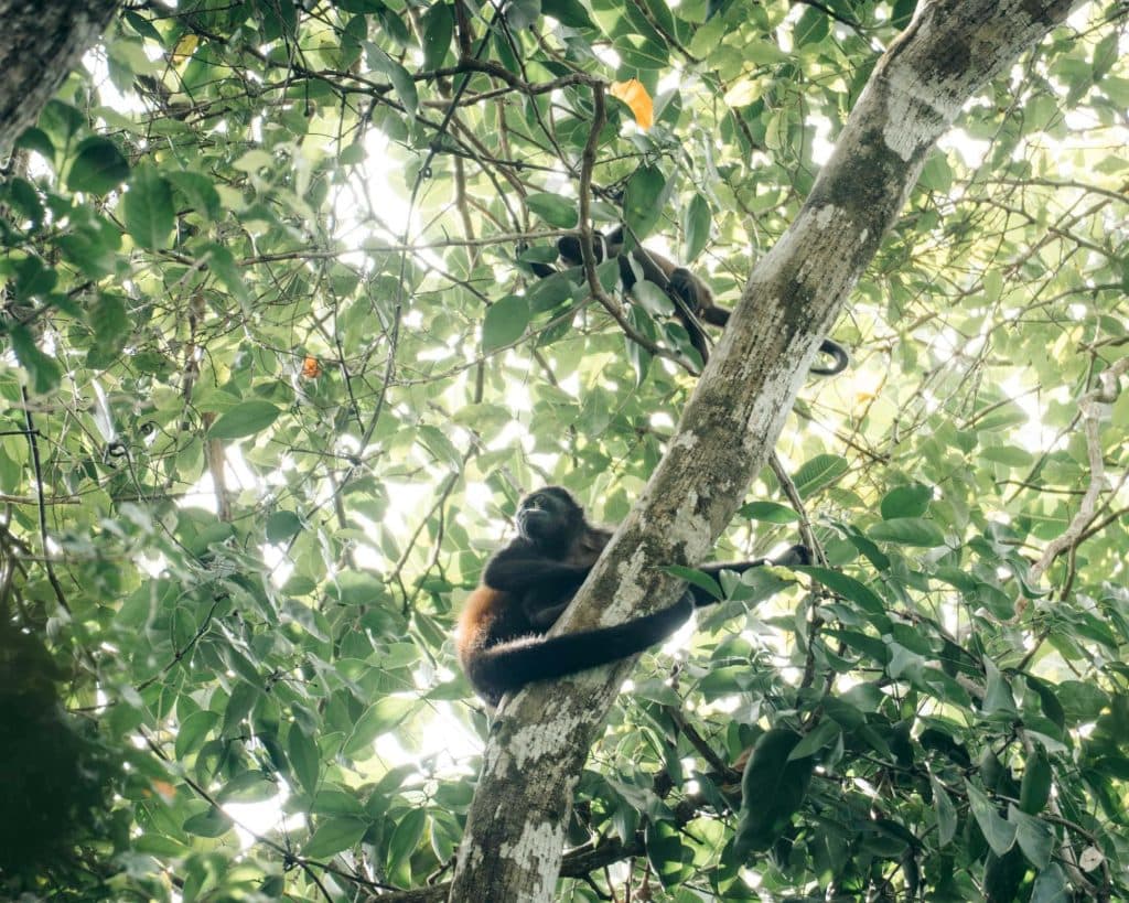 apen wildlife in costa rica nationale parken