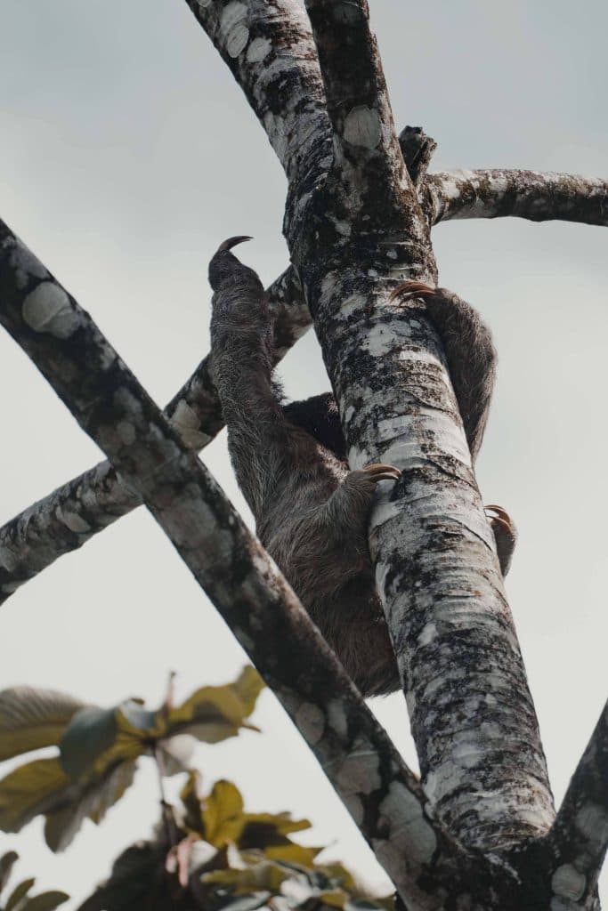 mauel antonio toeristische hotspot en natuurparken costa rica