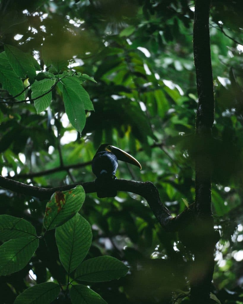 toekan wildlife in costa rica nationale parken