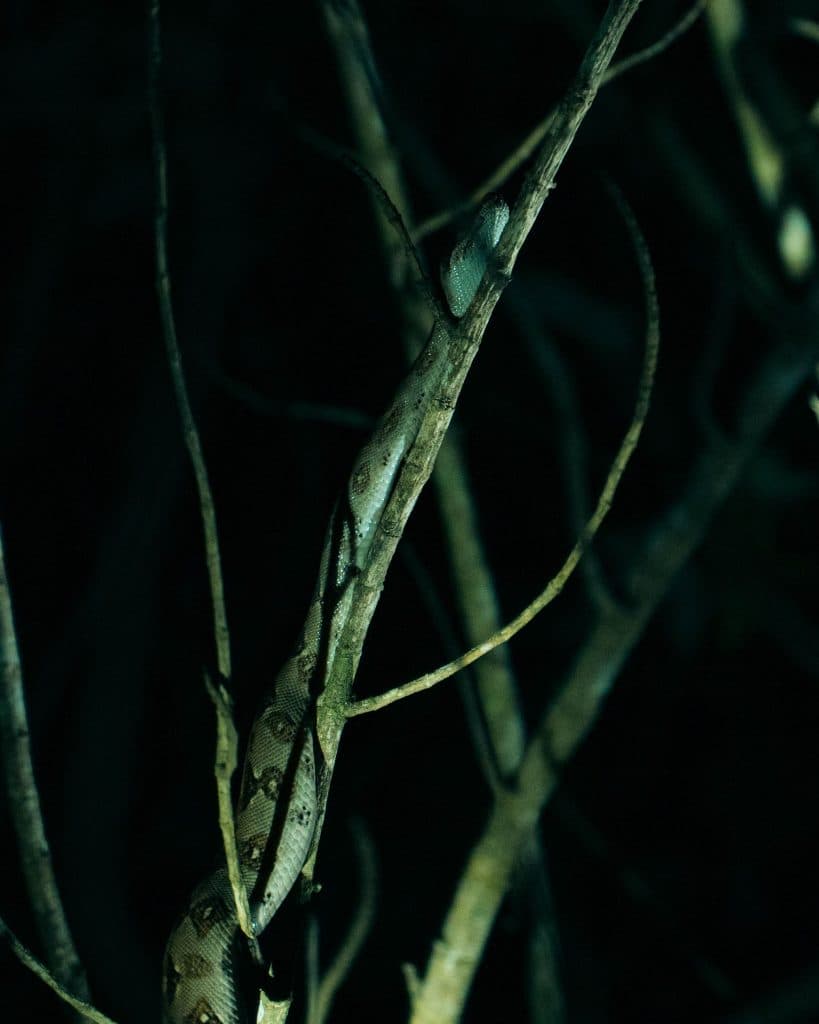 nachtsafari in costa rica