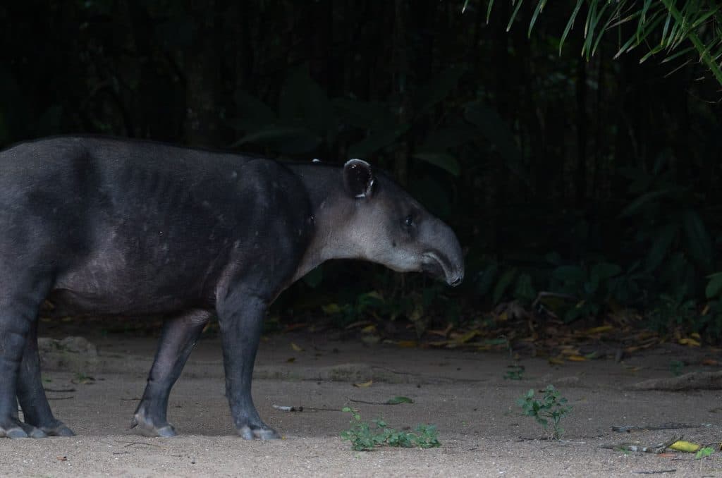 wildlife in costa rica nationale parken
