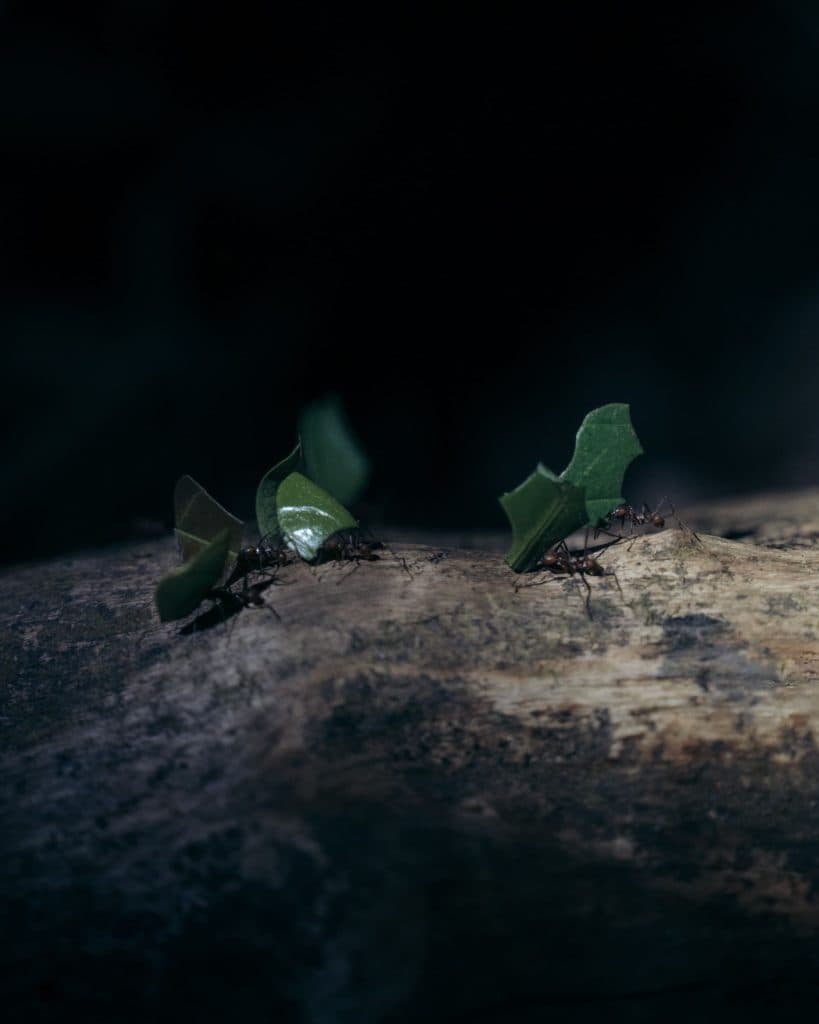 nachtsafari in costa rica