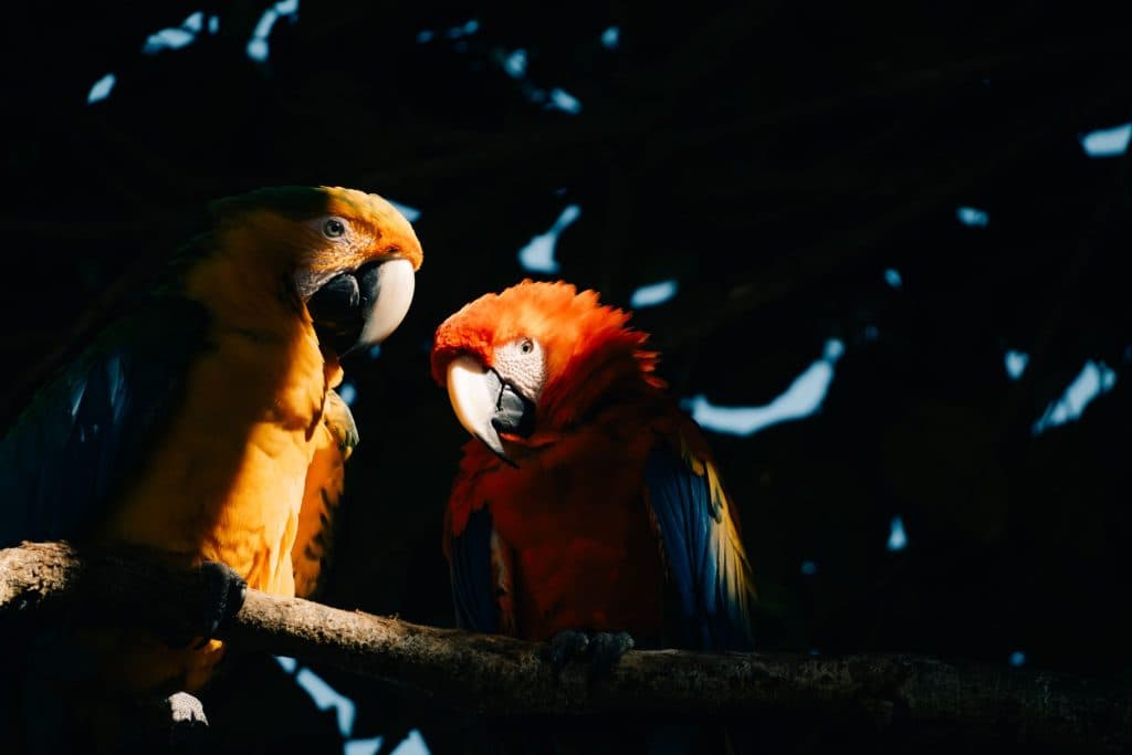 ara papegaai costa rica