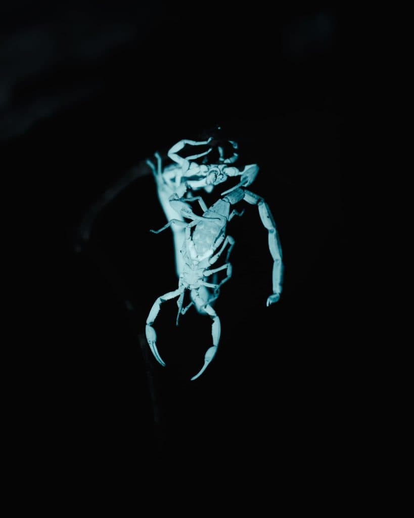 nachtsafari in costa rica