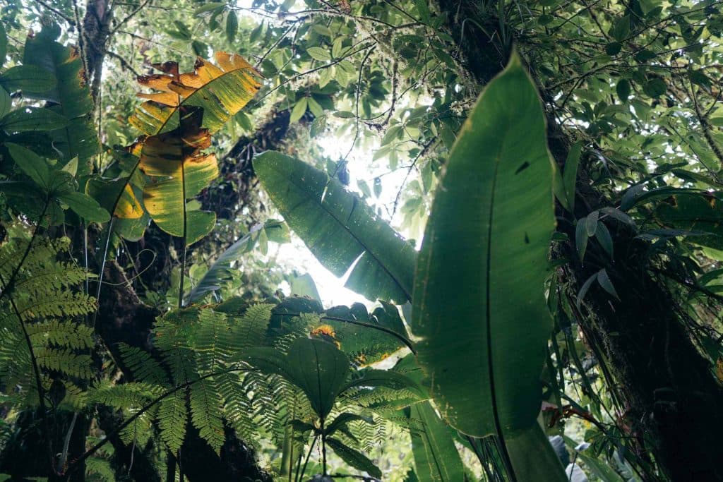 Santa Elena Cloud Forestin Costa Rica