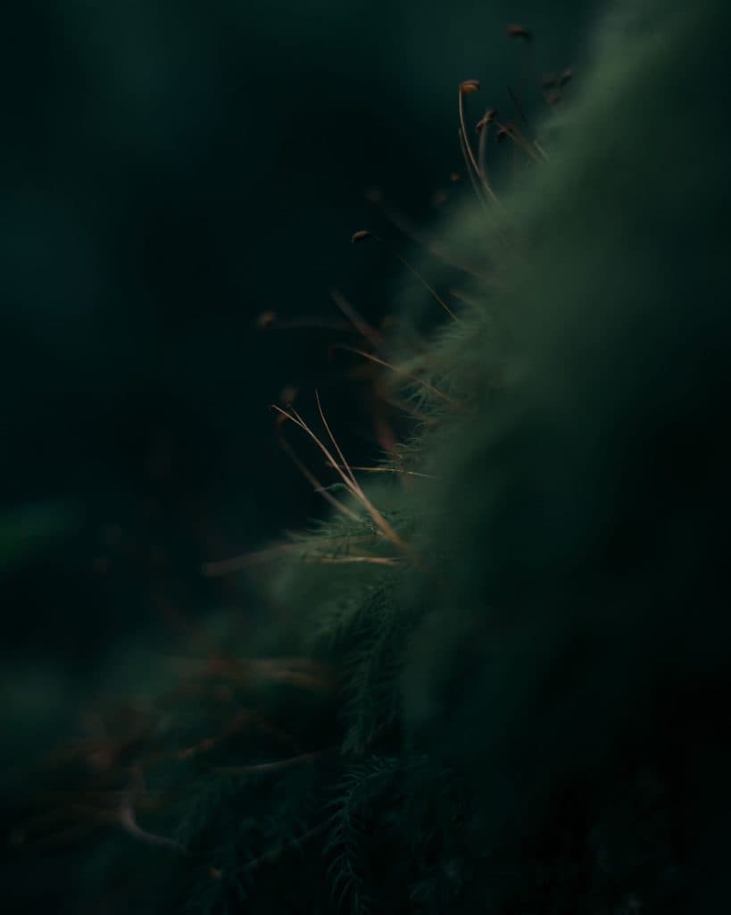 Santa Elena Cloud Forest