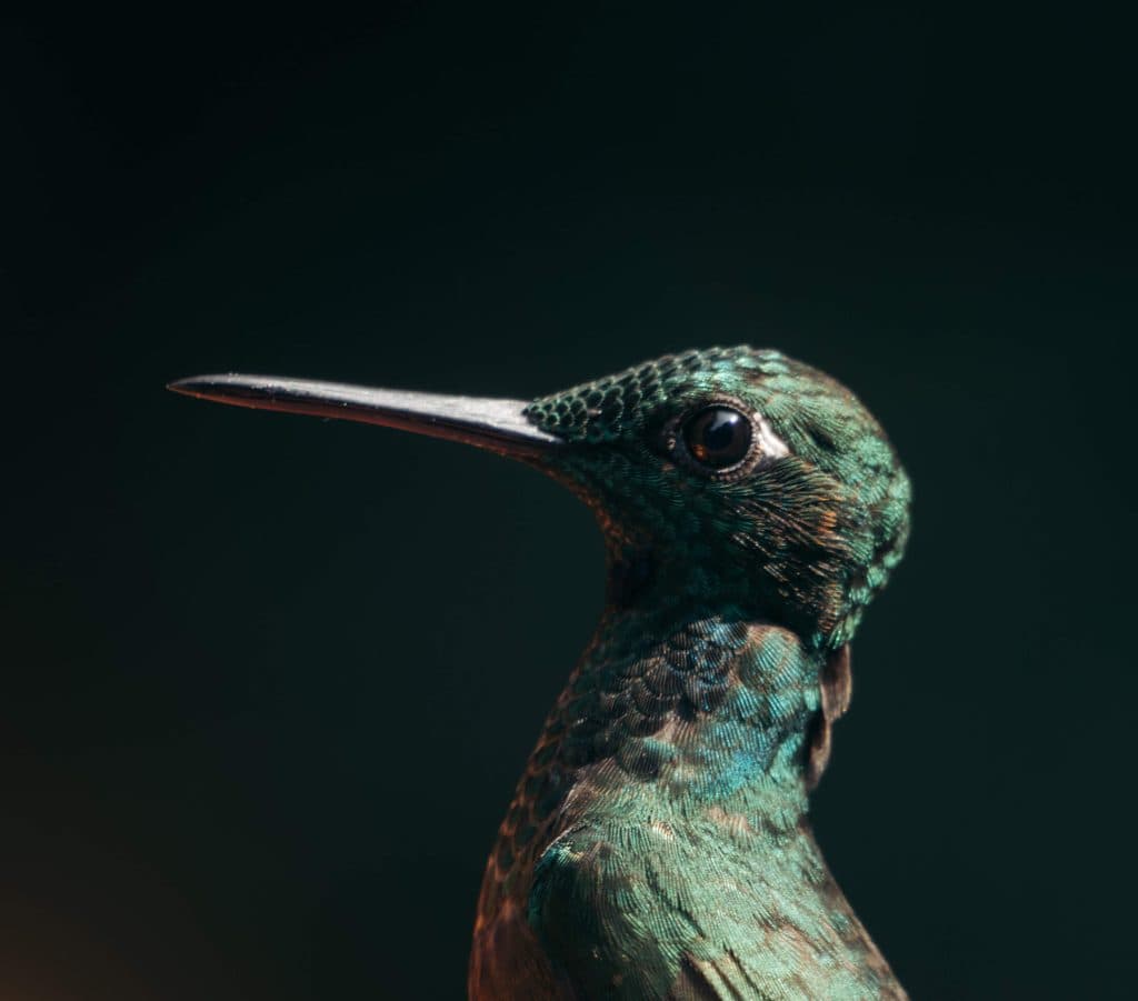 Santa Elena Cloud Forest