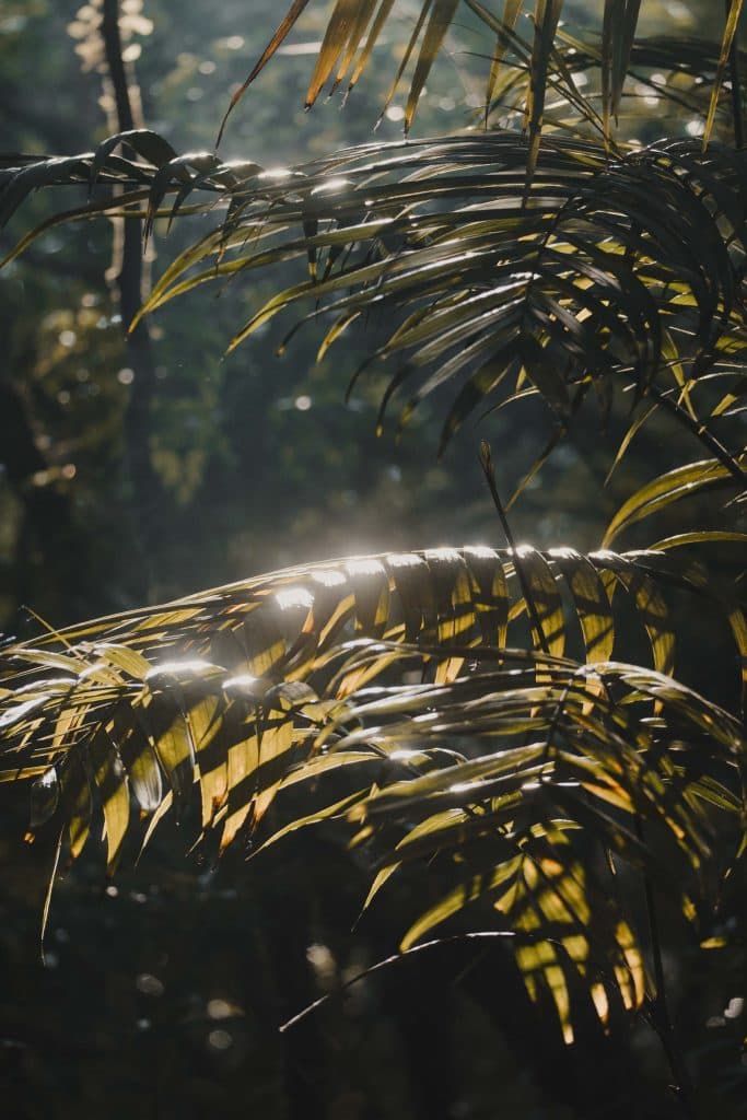 Santa Elena Cloud Forest in Costa Rica