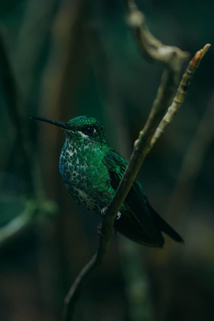 Santa Elena Cloud Forest in Costa Rica