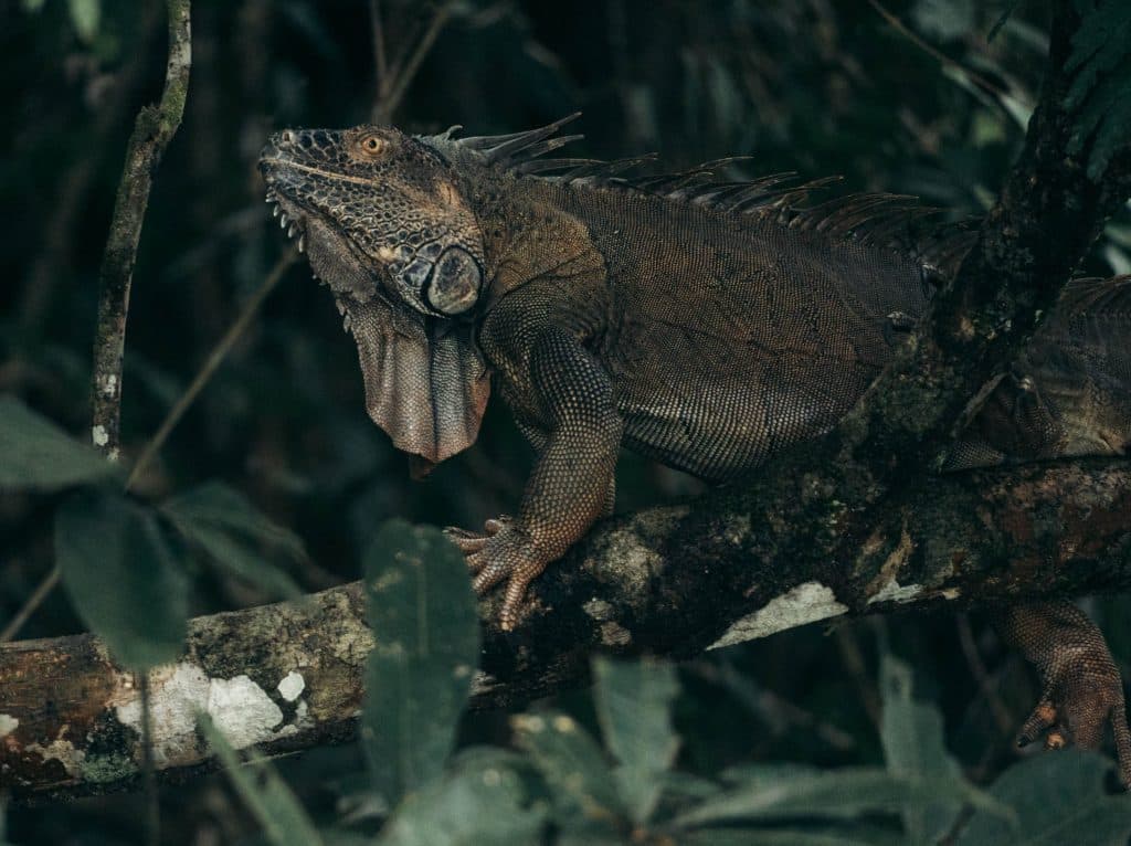 Tortuguero – Het mini-Amazonegebied van Costa Rica