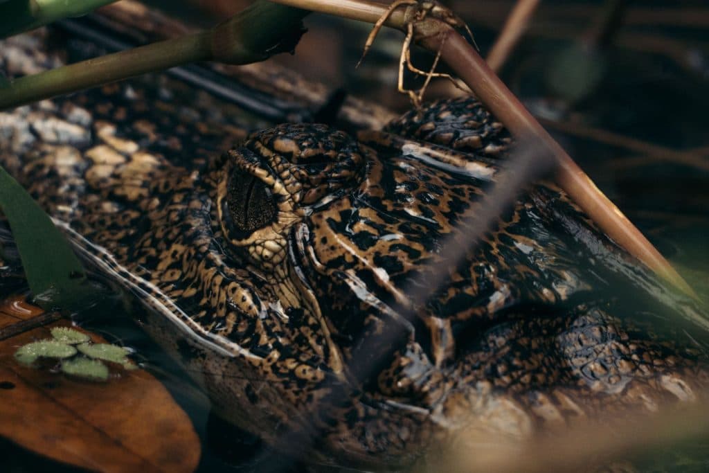 Tortuguero – Het mini-Amazonegebied van Costa Rica