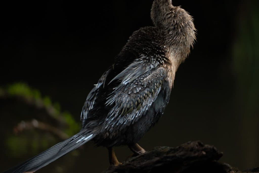 Tortuguero – Het mini-Amazonegebied van Costa Rica