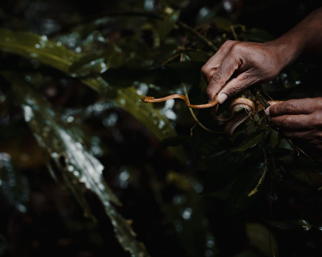 nachtsfari Puerto Viejo