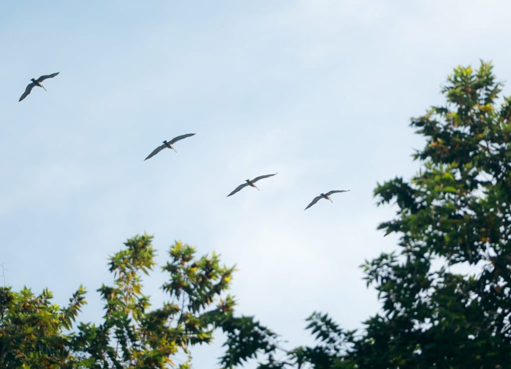 Corcovado National Park