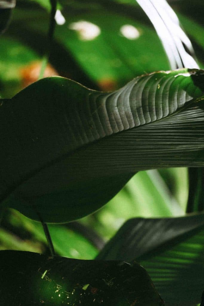 Het Corcovado National Park in Costa Rica is echt een must do