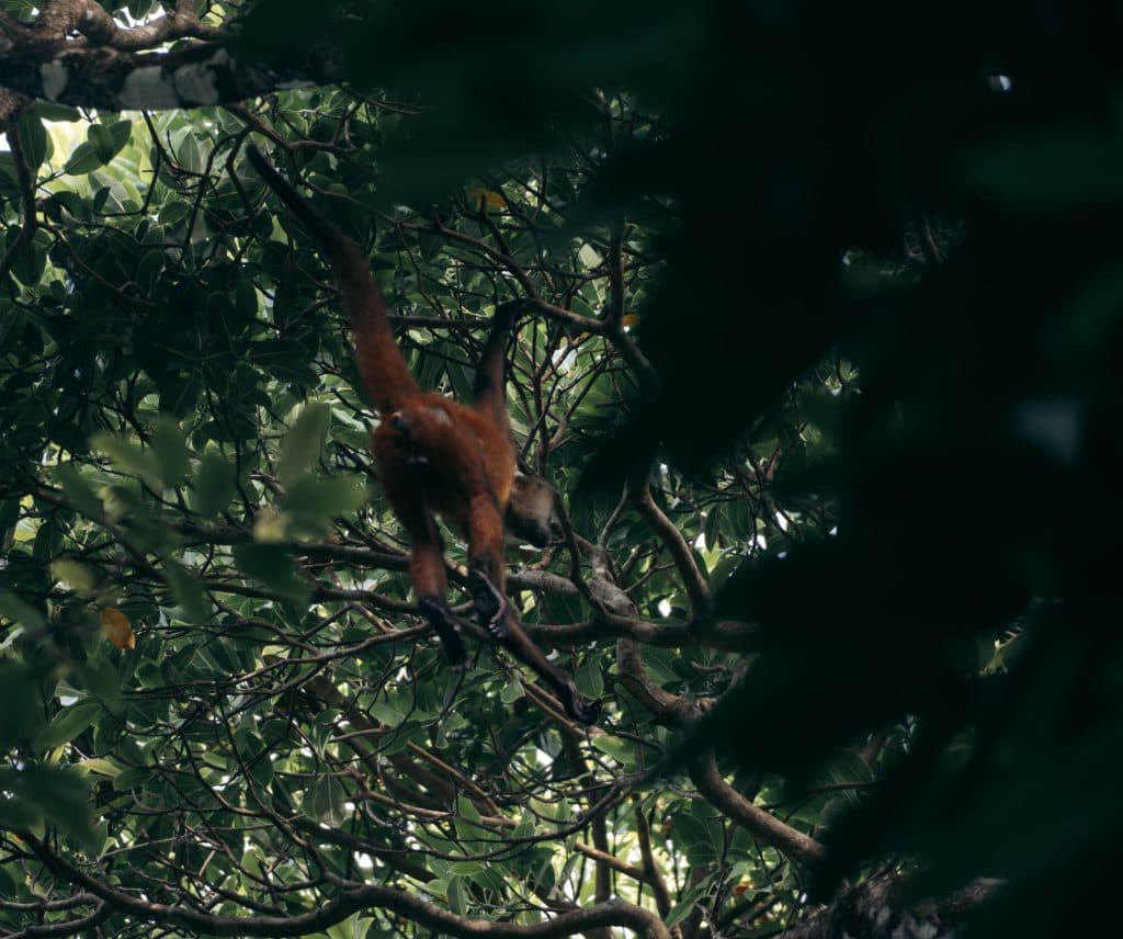 Corcovado National Park in costa rica