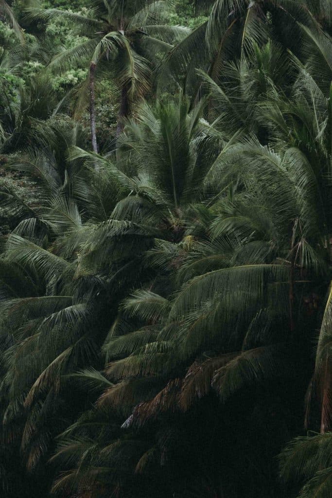 Het Corcovado National Park in Costa Rica is echt een must do