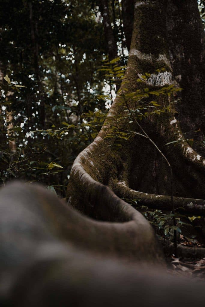 Het Corcovado National Park in Costa Rica is echt een must do