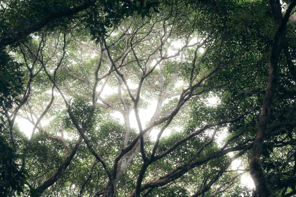Corcovado National Park in costa rica