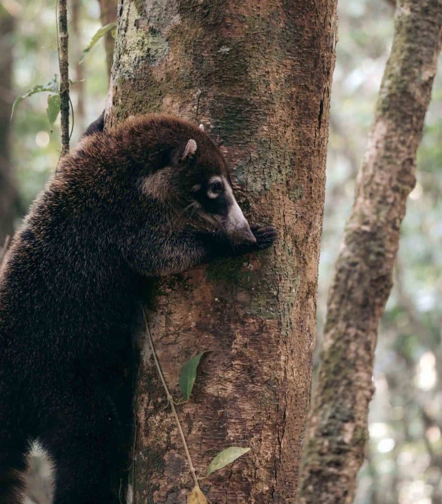 Pizote Corcovado National Park in costa rica
