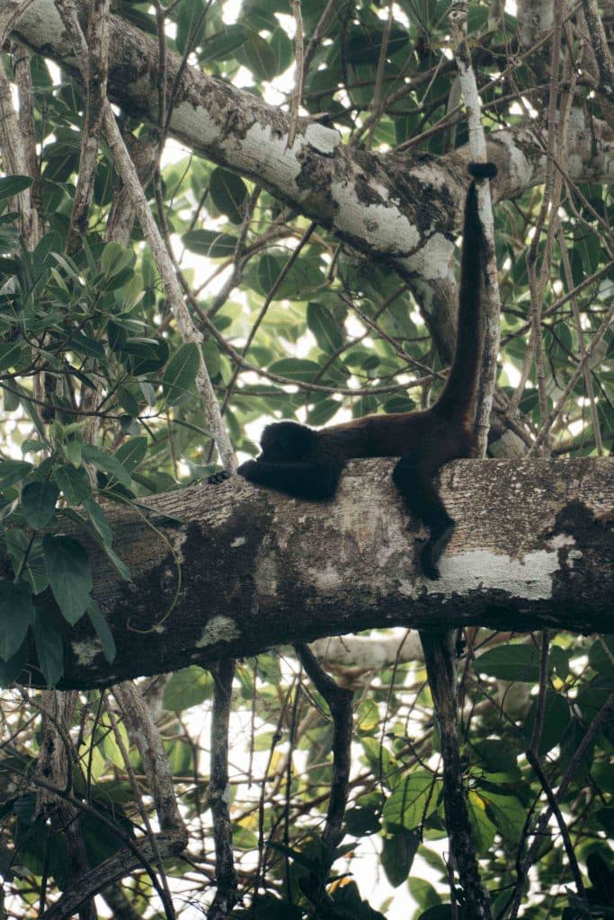 Corcovado National Park in costa rica