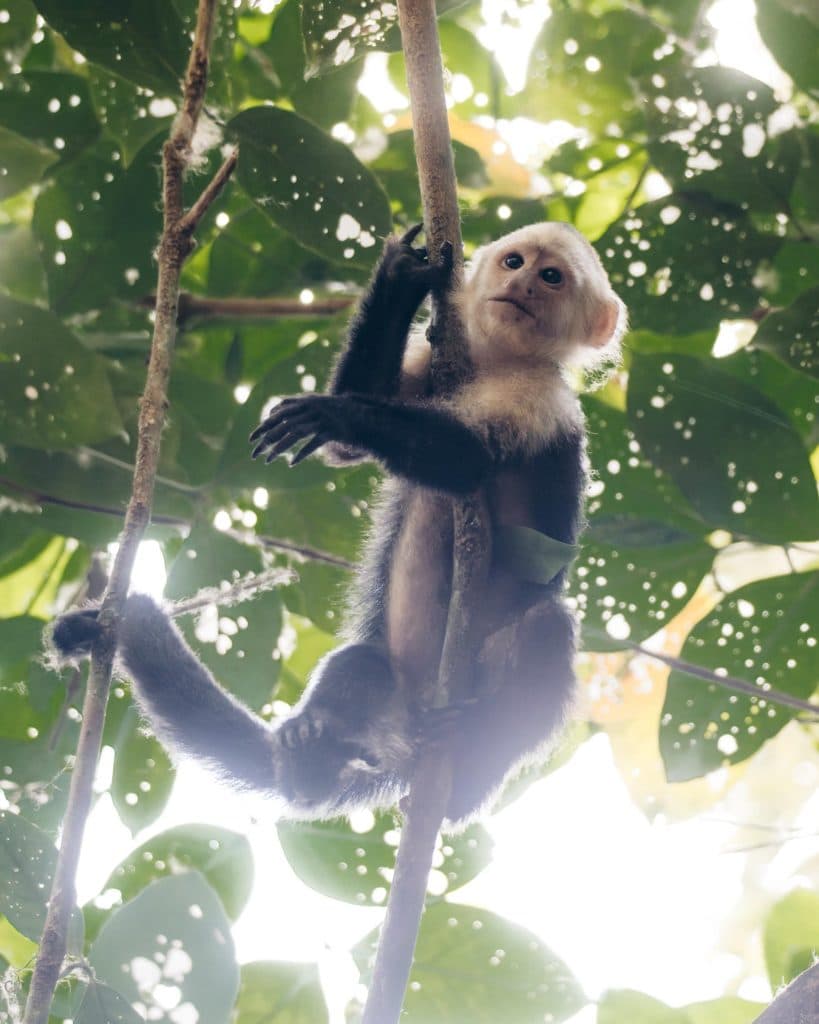 Corcovado National Park in costa rica