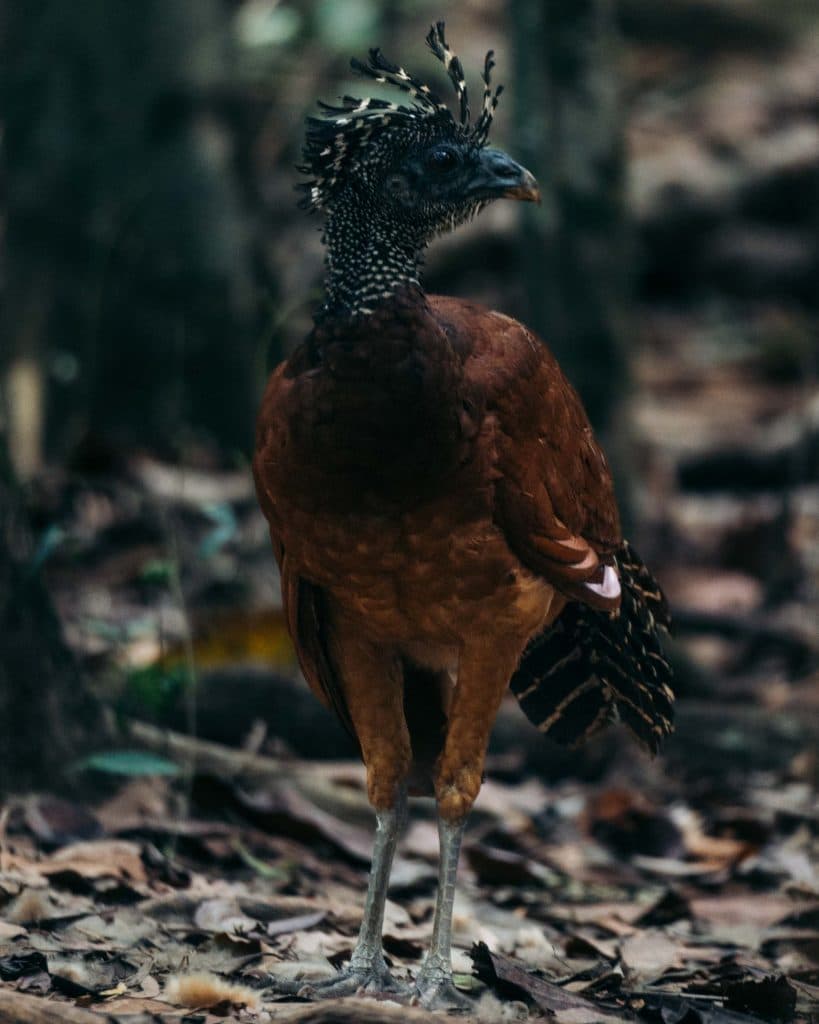 Corcovado National Park in costa rica