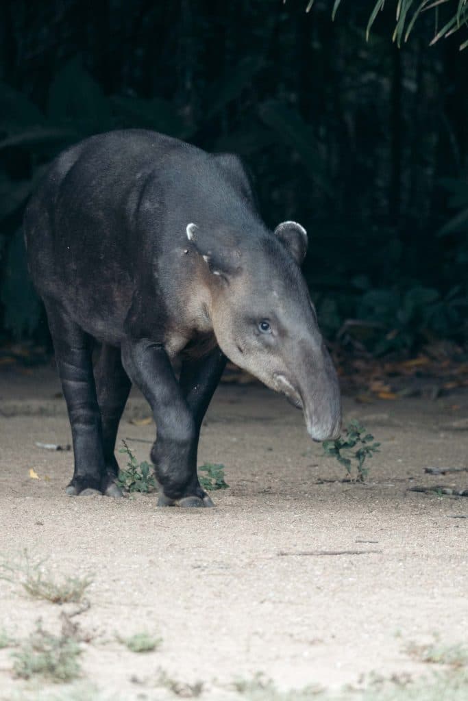 Tapir Costa Rica