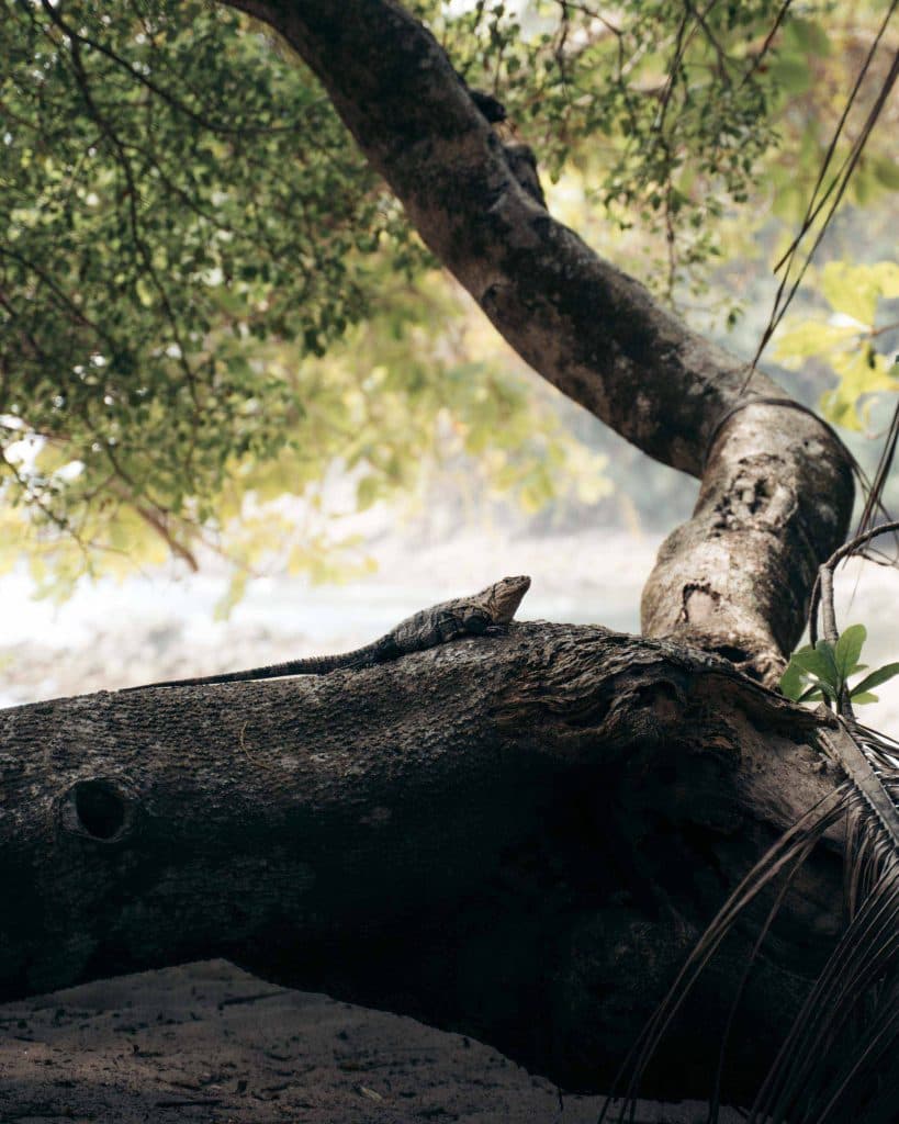 Must do Costa Rica: Manuel Antonio National Park