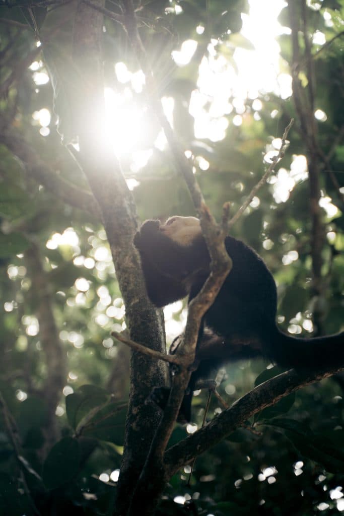 Een aap met een lichtgekleurd gezicht en een donkere vacht klimt op een boomtak in een zonovergoten bos in Costa Rica, waar het zonlicht door de bladeren schijnt - een perfect tafereel om mee te maken terwijl je onderzoekt wat er te doen is in Costa Rica.