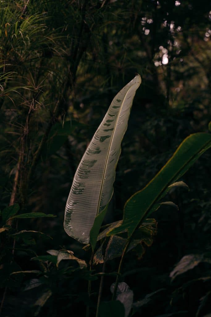 Santa Elena Cloud Forest Reserve