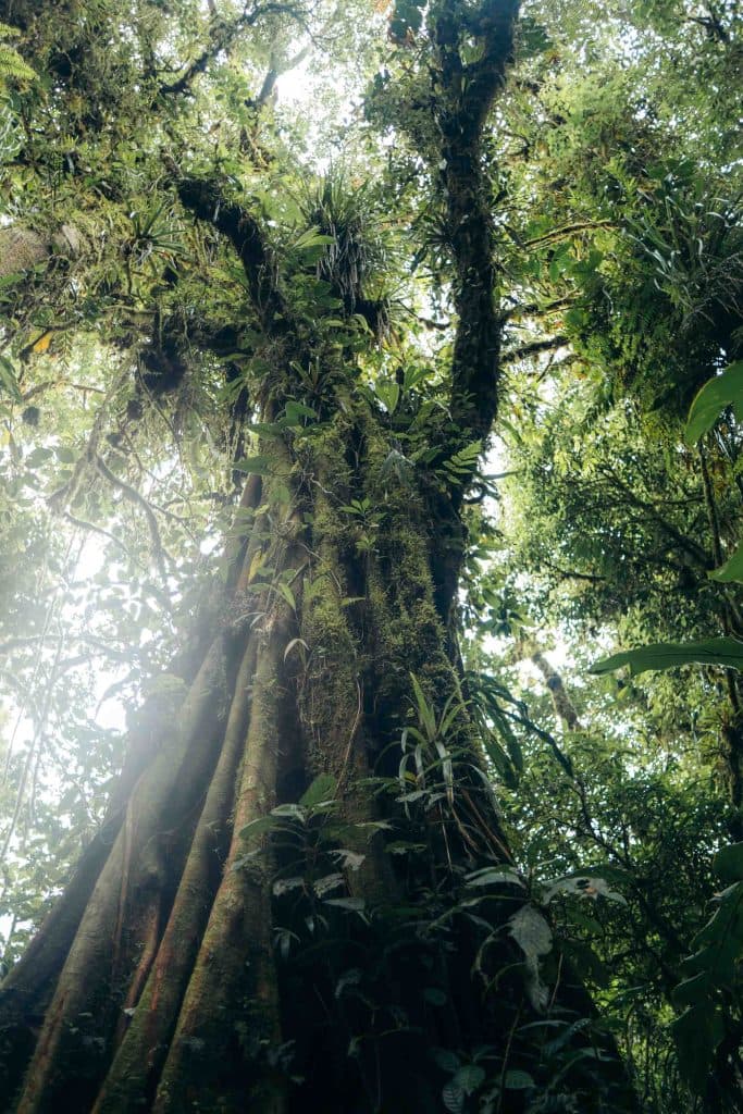 Santa Elena Cloud Forest Reserve